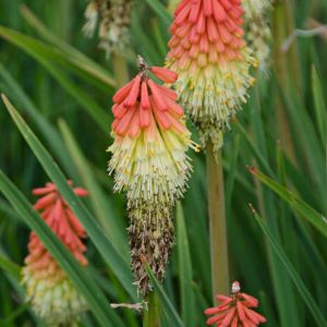 Kniphofia ‘Springtimes’ – Red-hot Poker – Torch Lily – Tritoma – Torch Flower – get a quote