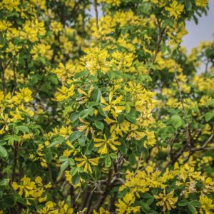 Petteria ramentacea – Dalmatian laburnum – get a quote