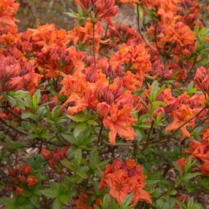 Rhododendron ‘Gibralter’ – Azaleas – get a quote