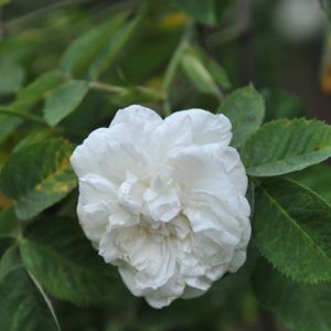 Rosa ‘Alba Maxima ‘ – Rose x alba ‘Maxima’ – Great Double White Rose – Jacobite Rose – White Rose of York’ – get a quote