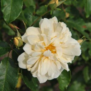 Rosa ‘Alister Stella Gray’ – Rose ‘Golden Rambler’ get a quote