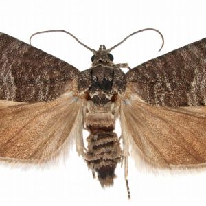 Codling Moth – Cydia pomonella get a quote