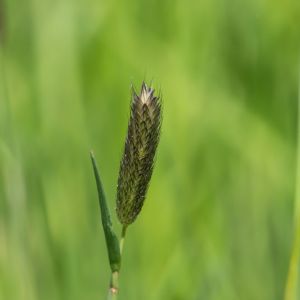 Alopecurus arundinaceus – Foxtail Grass get a quote