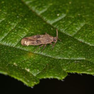 Lantana Lace Bug – Teleonemia scrupulosa get a quote