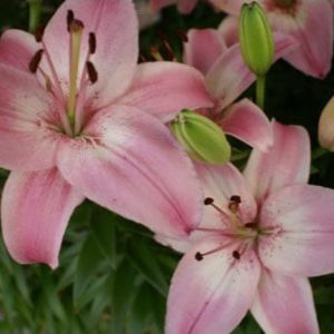 Lilium ‘Vermeer’ – Lily get a quote