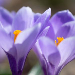 Crocus vernus ‘Remberance’ – bulb get a quote