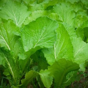 Mustard – Mustard Greens get a quote