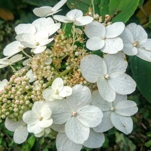 Hydrangea quercifolia ‘Snow Queen’ – Oakleaf hydrangea- get a quote