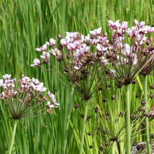 Sporobolus  heterolepsis – Prairie Dropseed – get a quote