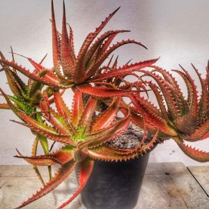Aloe dorotheae – Retro Succulents Sunset Aloe – get a quote