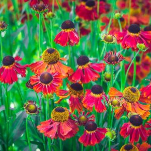 Helenium ‘Crimson Beauty’ – Sneezeweed – Helen”s Flower – get a quote