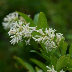 Ligustrum obtusifolium – Border Privet – Privet – get a quote