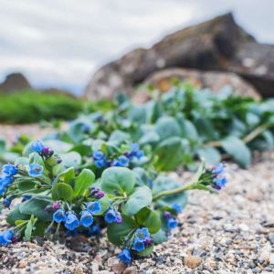 Mertensia maritima – Oyster Plant – get a quote