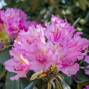 Rhododendron smirnowii – Azaleas – get a quote