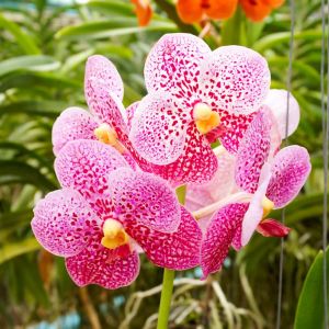 Ascocenda Orchid – Miniature Vanda Orchid get a quote