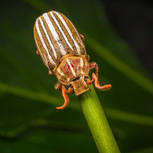 Tenlined June Beetle – Polyphylla decimineata get a quote