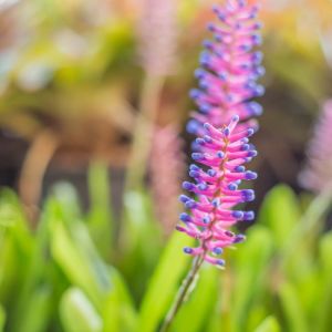 Aechmea cylindrata – bromeliad get a quote