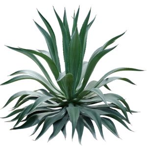Agave desmettiana – Dwarf Smooth Agave – get a quote