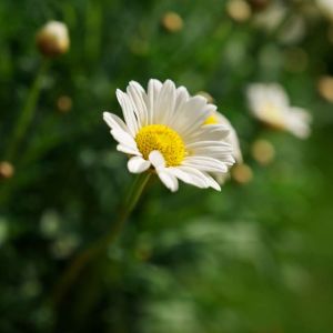 Leucanthemum atratum – Chrysanthemum atratum – get a quote