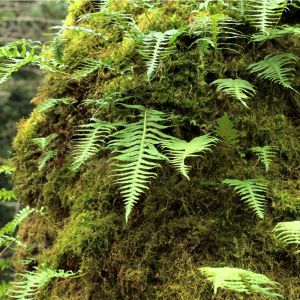 Polypodium glycyrrhiza Malahatense Group – Licorice Fern – California Polypody – Polypody – get a quote