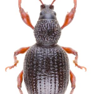 Strawberry Root Weevil – Otiorhynchus ovatus – Rough Strawberry Root Weevil – Otiorhynchus rugosostriatus get a quote