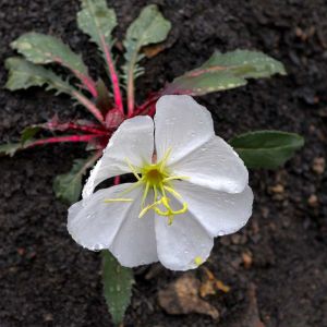 Oenothera albicaulis – Evening Primrose – Sundrops – get a quote