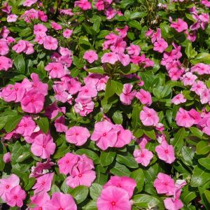 Catharanthus roseus ‘Pacifica Punch’ – Vinca rosea – Old Maid – Pink Periwinkle – Lochnera rosea – Madagascar Periwinkle – Vinca – get a quote