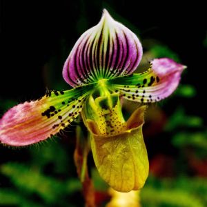 Cypripedium – Lady’s Slipper Orchid – Slipper Orchid – Orchid get a quote