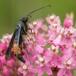 Peachtree Borer – Peachtree Crown Borer – Synanthedon exitiosa get a quote