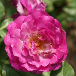 Rosa ‘Wild Blue Yonder’ – Rose ‘Wild Blue Yonder’ get a quote