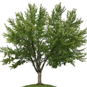 Acer saccharinum  ‘Commemoration’ – Maple get a quote