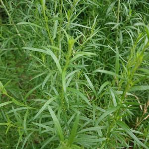Artemisia dracunculus – Tarragon – Mugwort – Sagebrush – Wormwood get a quote