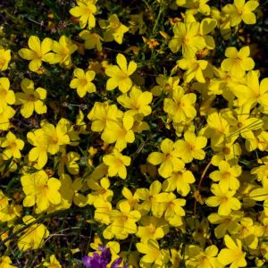 Linum flavum – Golden Flax – Yellow Flax – Flax – get a quote