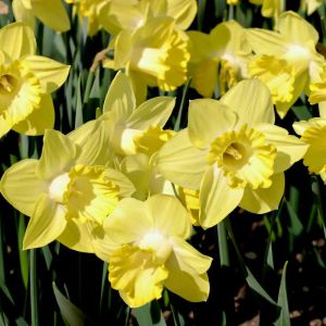 Narcissus ‘Pistachio’ – Daffodil ‘Pistachio’ get a quote