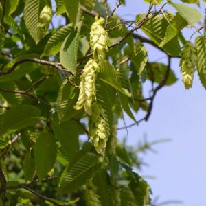 Ostrya virginiana var. glandulosa – American Hop Hornbeam – Eastern Hop Hornbeam – Ironwood – Hop-Hornbeam – get a quote