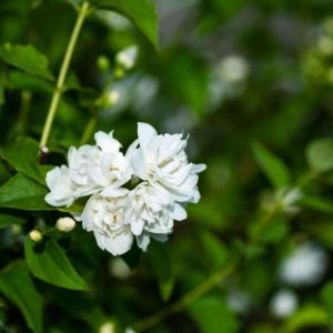 Philadelphus ‘Bouquet Blanc’ – Mock Orange – get a quote