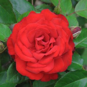 Rosa ‘Leonard Dudley Braithwaite’ – Rose ‘Braithwaite’ – get a quote