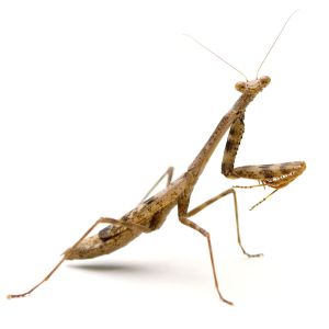 Carolina Mantid – Stagmomantis carolina get a quote