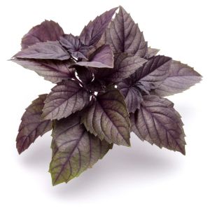 Basil – Purple Basil – herb get a quote