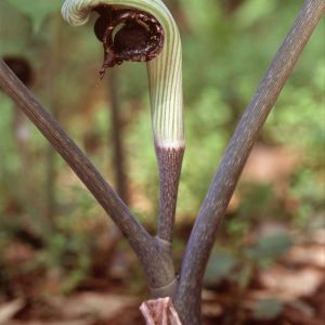 Arisaema ringens – Jack in the Pulpit get a quote