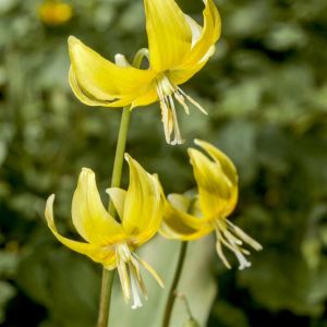 Erythronium tuolumnense – Tuolumne Fawn Lily – Dog’s-tooth Violet – Trout Lily – Fawn Lily – get a quote