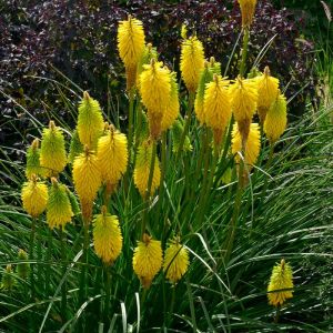 Kniphofia ‘Bee’s Lemon’ – Red-hot Poker – Torch Lily – Tritoma – Torch Flower – get a quote