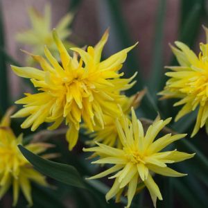 Narcissus ‘Rip van Winkle’ – Narcissus minor subsp. pumilus ‘Plenus’ – Narcissus pumilus ‘Plenus’ – Daffodil ‘Rip van Winkle’ get a quote