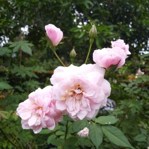 Rosa ‘Feicia’ – Rose ‘Feicia’ get a quote