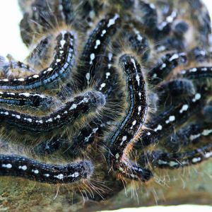 Forest Tent Caterpillar – Malacosma disstria get a quote