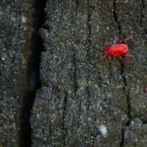 Clover Mite – Bryobia praetiosa get a quote