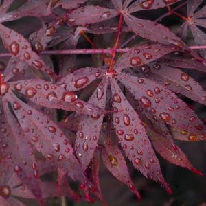 Acer palmatum ‘Atropurpureum’ – Red-leaf Japanese Maple – Maple get a quote