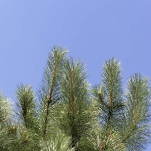 Pinus resinosa – Red Pine – Pine – get a quote