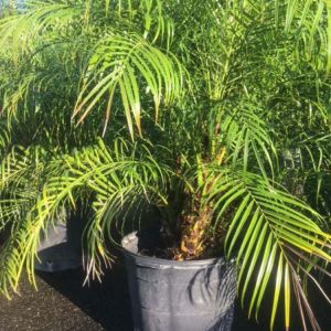 Phoenix roebeleni – Date palm –  – Miniature Date Palm – Pygmy Date Palm – get a quote