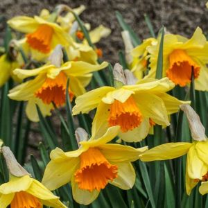 Narcissus ‘Fortissimo’ – Daffodils ‘Fortissimo’ get a quote